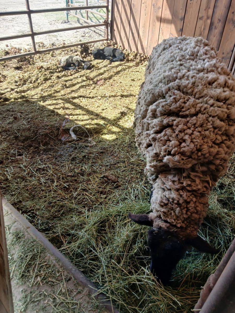 Borregas For Sale 3  Mams