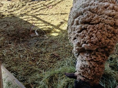 Borregas For Sale 3 Mams