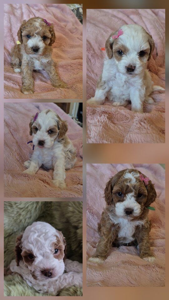 Adorable Cavapoo puppies