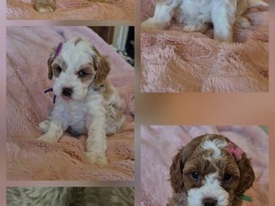 Adorable Cavapoo puppies