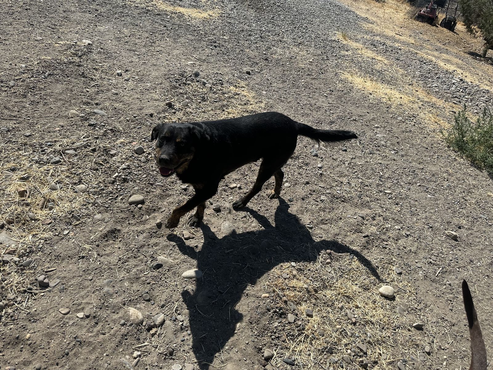 FREE Kelpies good cow dogs