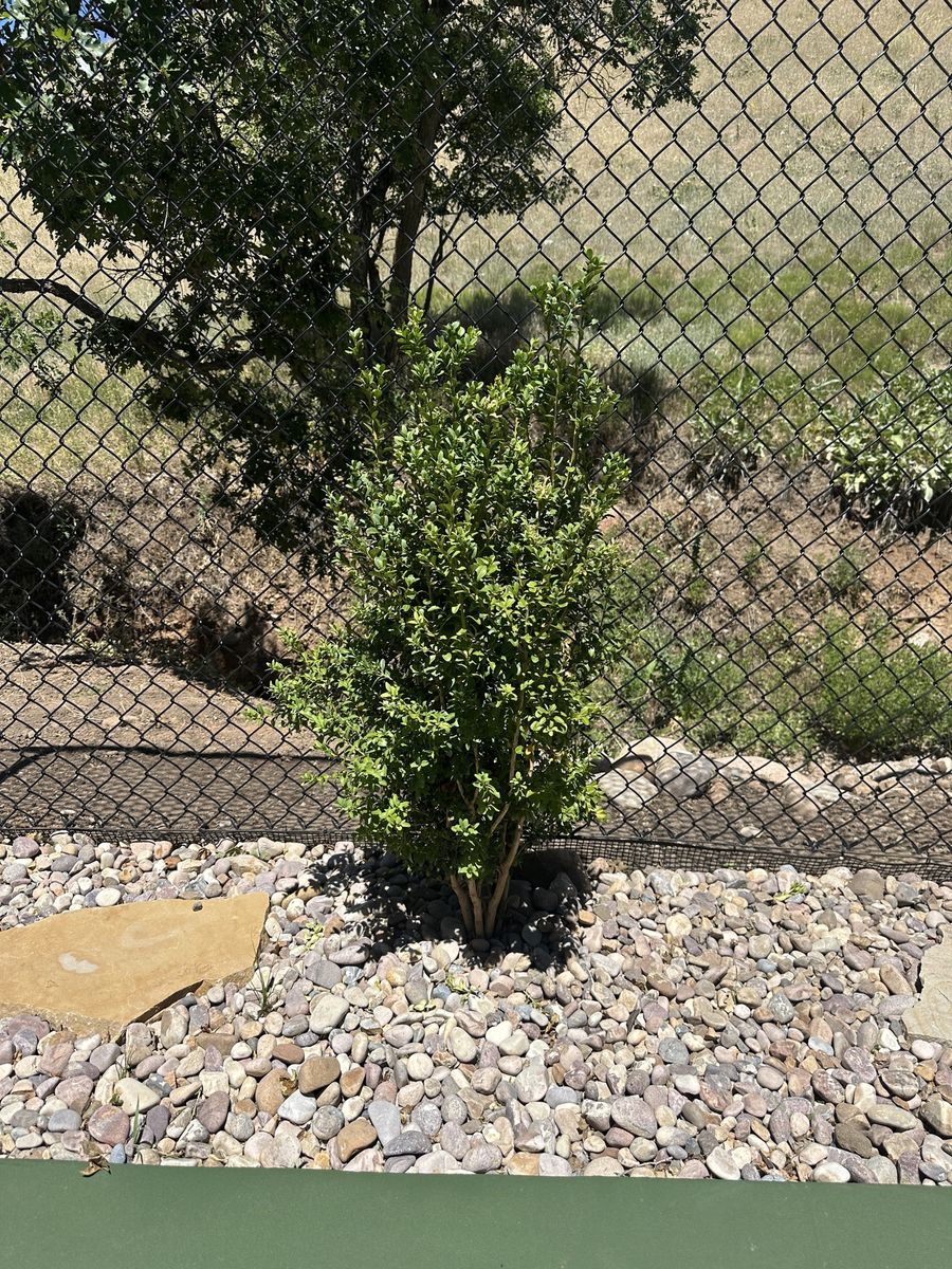 Boxwood