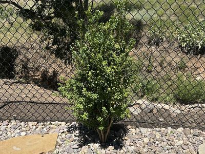 Boxwood