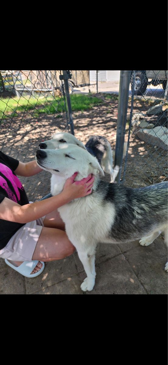 Two Female Siberian Husky Mix Dogs Rehoming