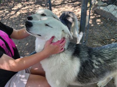Two Female Siberian Husky Mix Dogs Rehoming