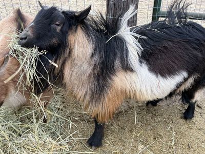 ND Buck And Mini Lamancha Buck