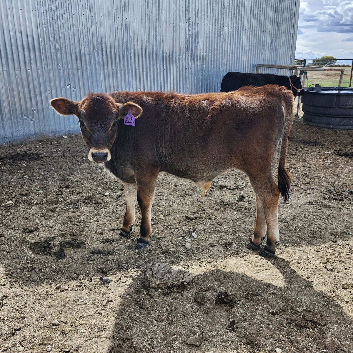 Mid-sized Polled Jersey Bull Calf A2A2, BB Kappa Casein, BB Beta Lactoglobulin