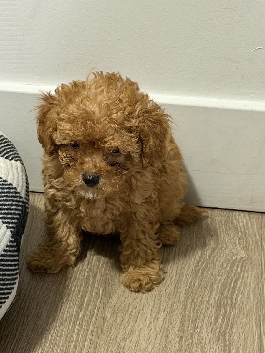 Mini Toy Poodle Puppy - Male