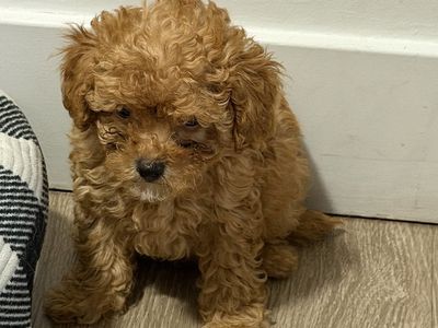 Mini Toy Poodle Puppy - Male