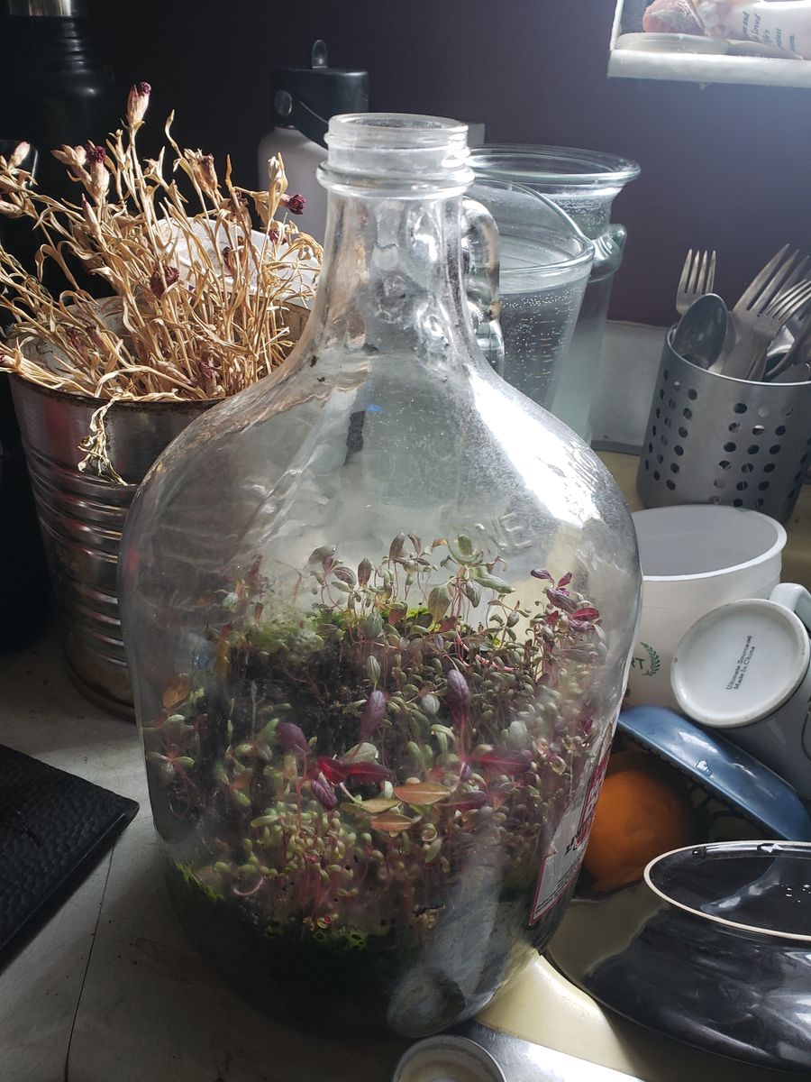 One gallon glass bottle terrarium with Amaranth (red and green) already growing in it.