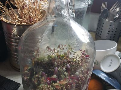 One gallon glass bottle terrarium with Amaranth (red and green) already growing in it.