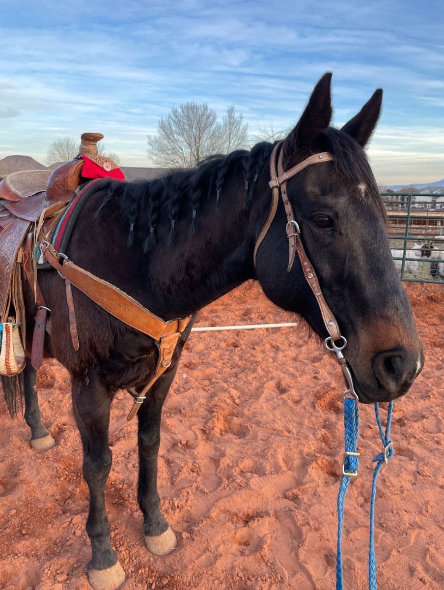 7 Year Old Appendix Gelding
