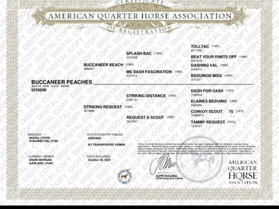 AQHA mare in foal