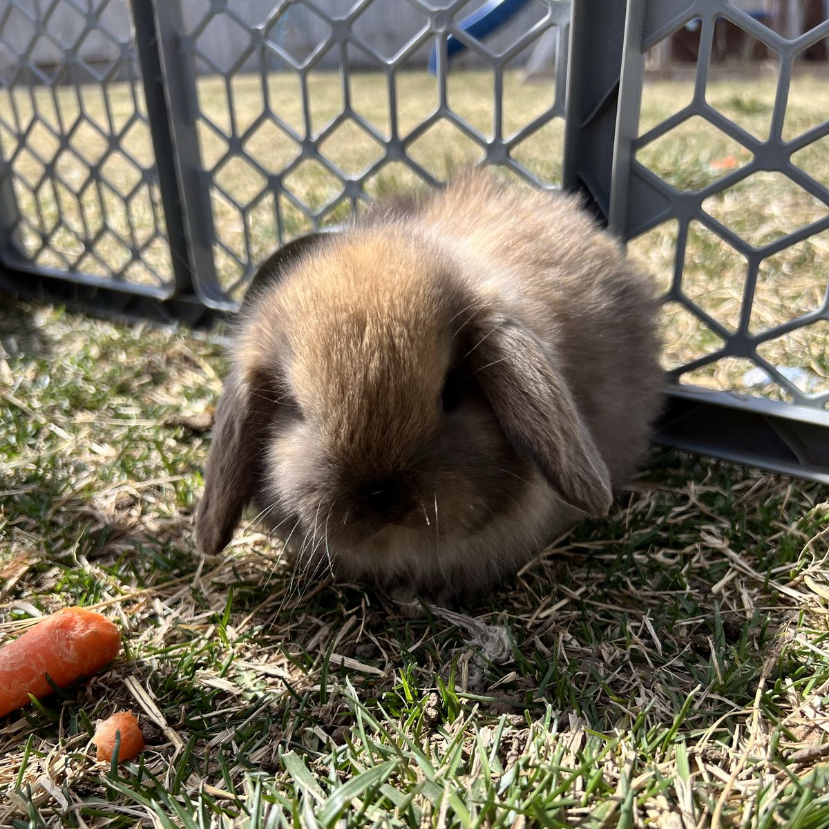 Purebred Holland Lop Buck