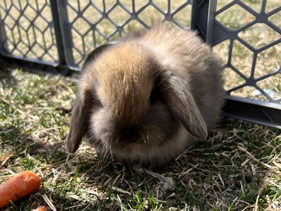 Purebred Holland Lop Buck