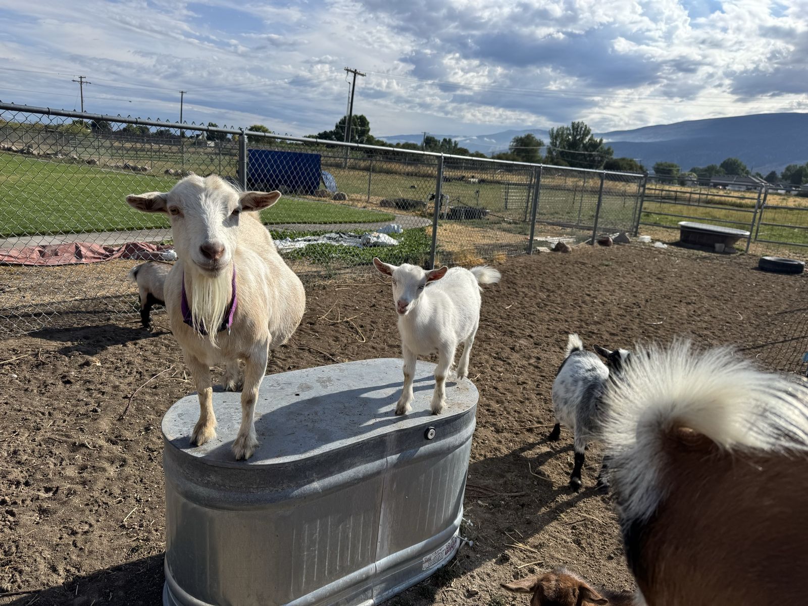 Registered White ND Doe, High Producing