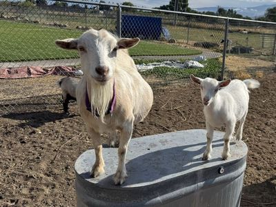 Registered White ND Doe, High Producing