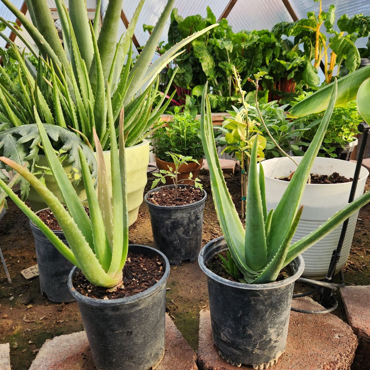 Aloe Vera Plants