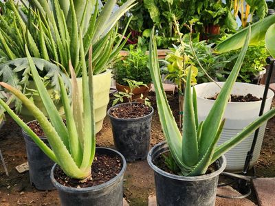 Aloe Vera Plants