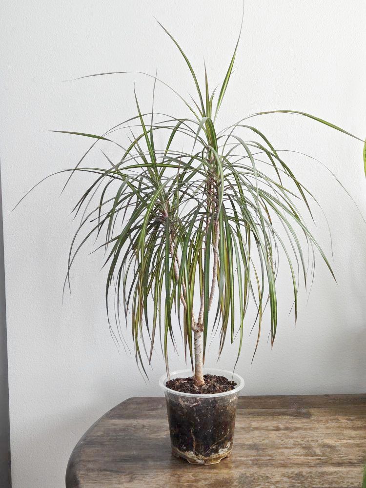 Dracaena - Dragon Tree Houseplant
