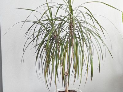 Dracaena - Dragon Tree Houseplant
