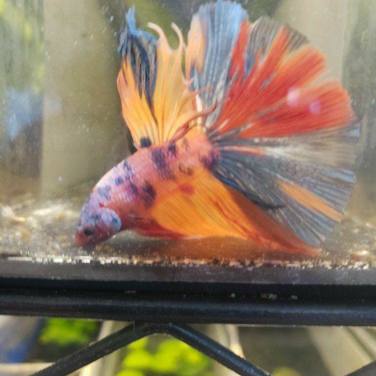 import halfmoon Betta
