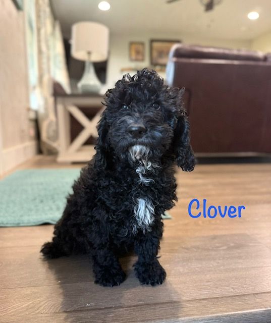 PRICE REDUCED! Purebred mini poodle boy!