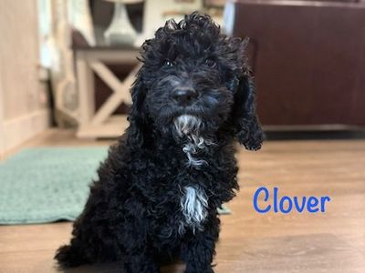 PRICE REDUCED! Purebred mini poodle boy!