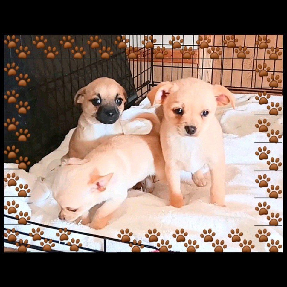 2 TINY Chihuahua & 1 TINY Pug-Chihuahua Puppies