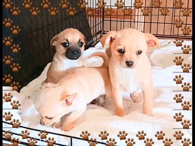 2 TINY Chihuahua & 1 TINY Pug-Chihuahua Puppies