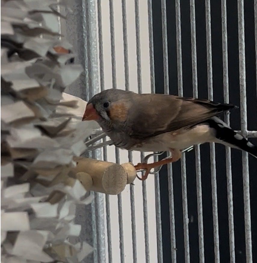 Male Zebra Finch for trade or sale