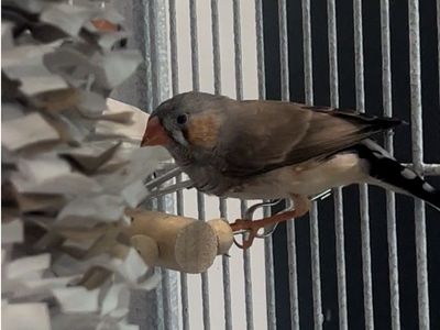 Male Zebra Finch for trade or sale