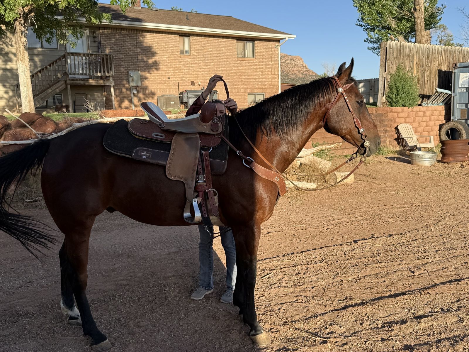 Beautiful Bay Horse Gelding - Well-Trained, Friendly, and Ready for a New Home