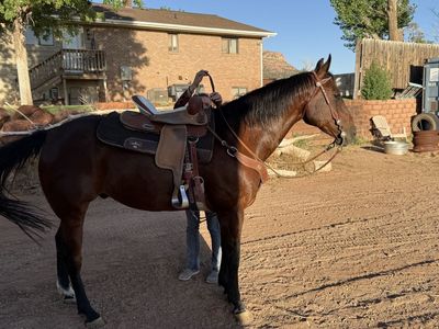 Beautiful Bay Horse Gelding - Well-Trained, Friendly, and Ready for a New Home
