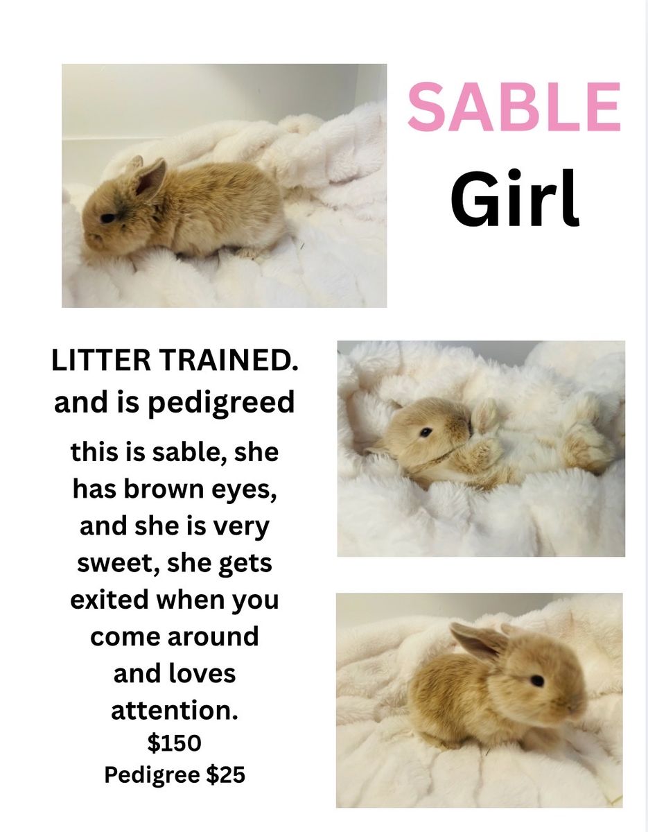Pedigreed holland lop 7 weeks old babies ready to go on May 30th