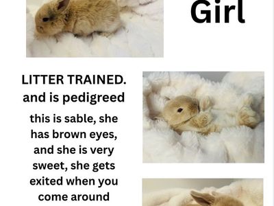 Pedigreed holland lop 7 weeks old babies ready to go on May 30th