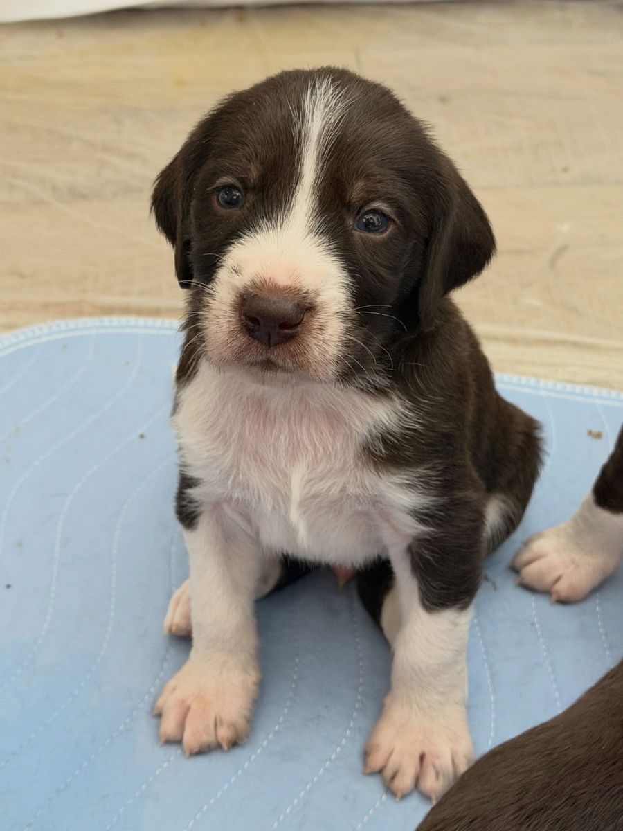 PUPPIES - Mountain Pointers.  Born April 28 Ready for pickup last week of June.