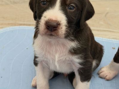 PUPPIES - Mountain Pointers. Born April 28 Ready for pickup last week of June.