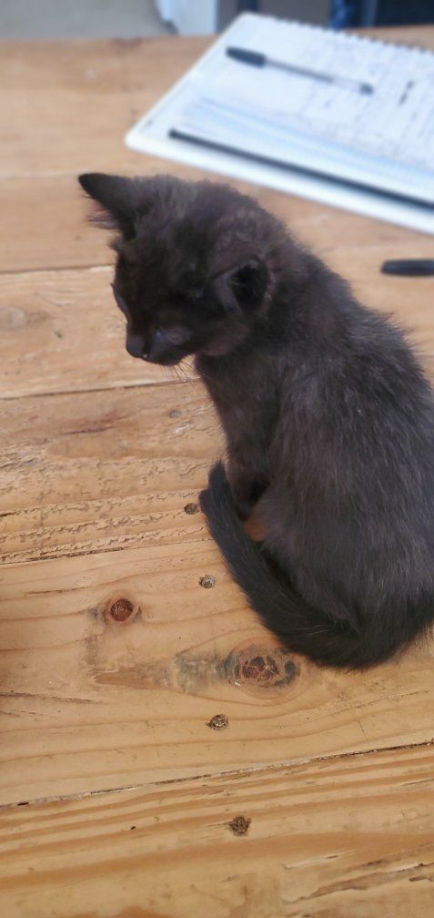 kitty