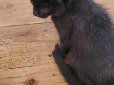 kitty