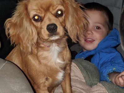 trained AKC female cavalier king charles spaniel