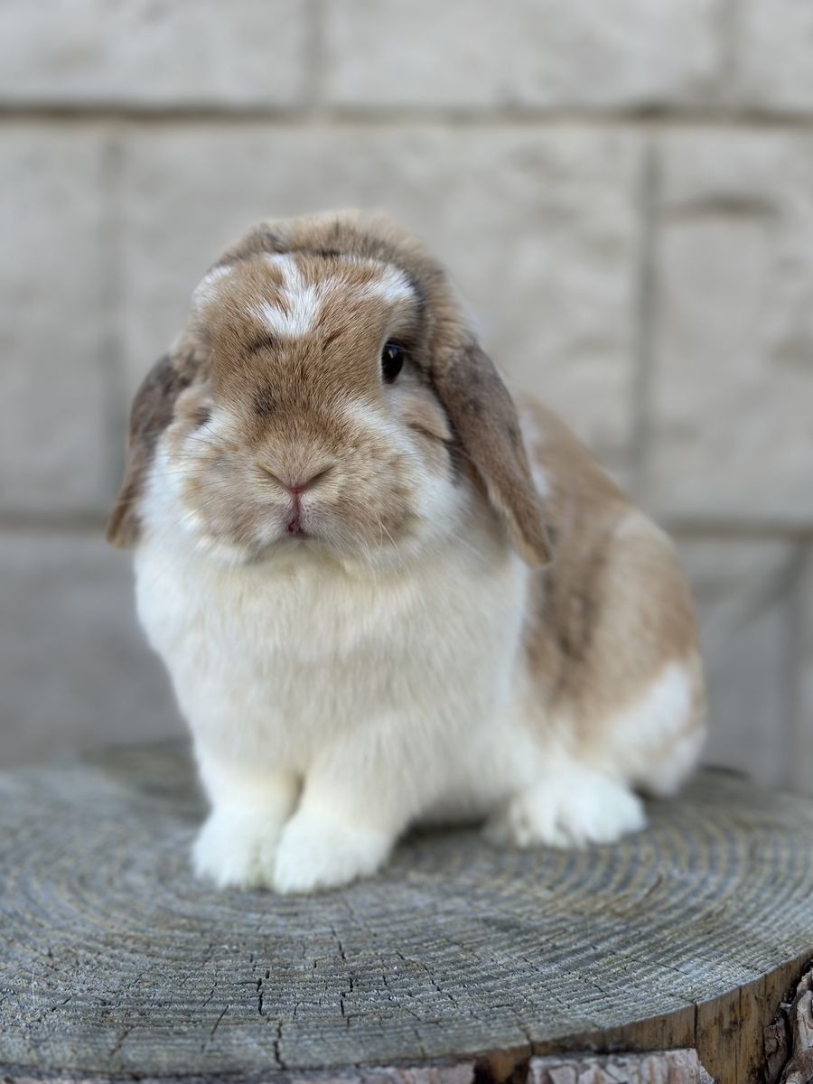 Chocolate Tri Holland Lop Female