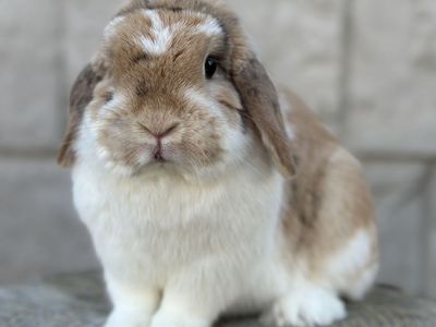Chocolate Tri Holland Lop Female