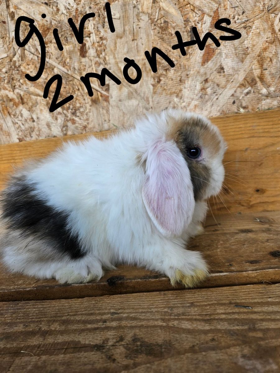 Holland lop babies