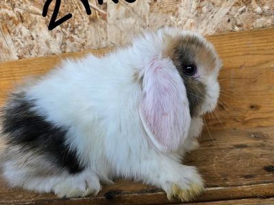 Holland lop babies