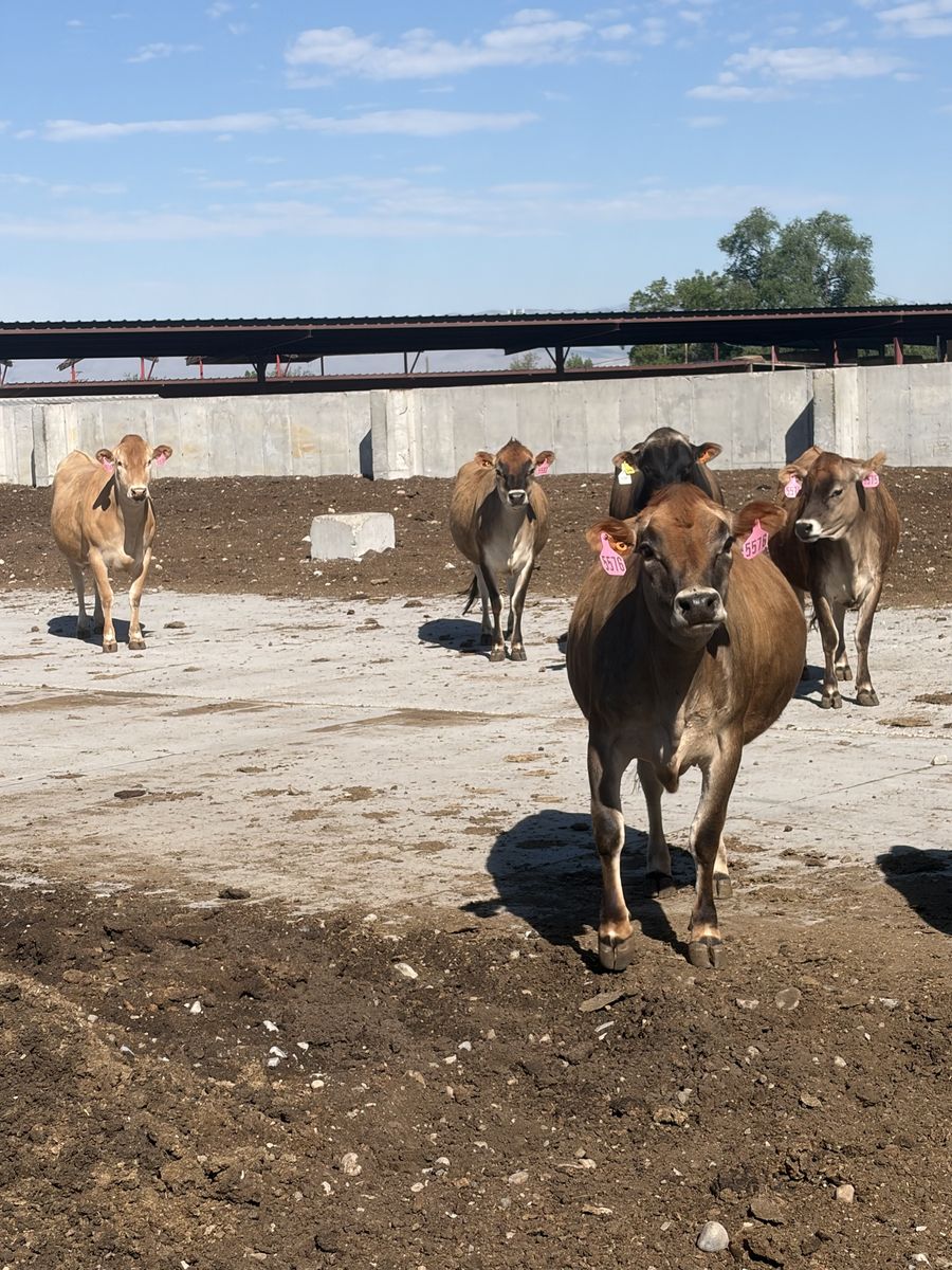 Bred jersey heifers