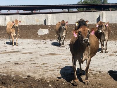Bred jersey heifers