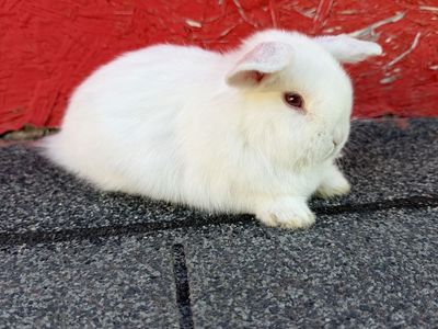 Sweet Purebred Holland Lop