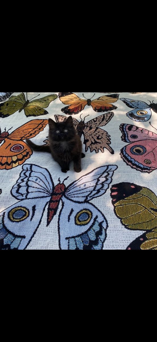 Norwegian forest kitten
