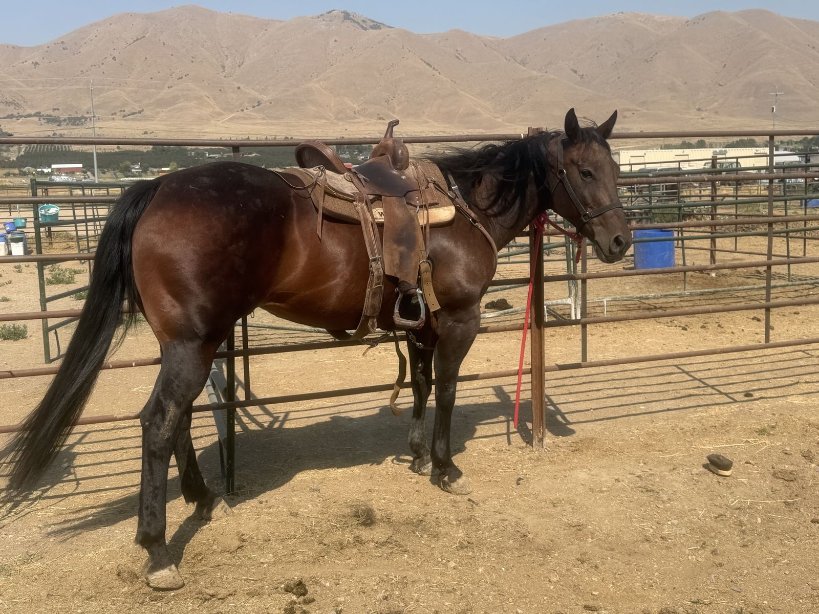 All around youth horse 